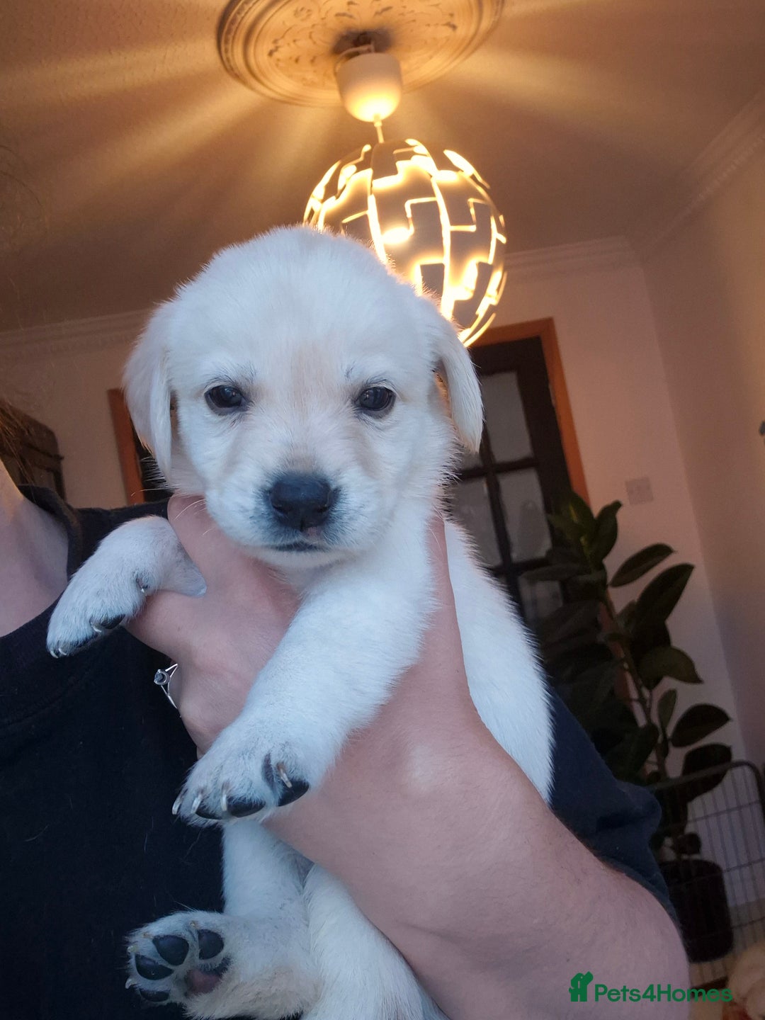 Labrador Retriever dogs for sale: Beautiful labrador puppies for sale - Image 15