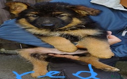 German Shepherd dogs for sale: Long-haired, chubby German Sheperd puppies! - Image 3