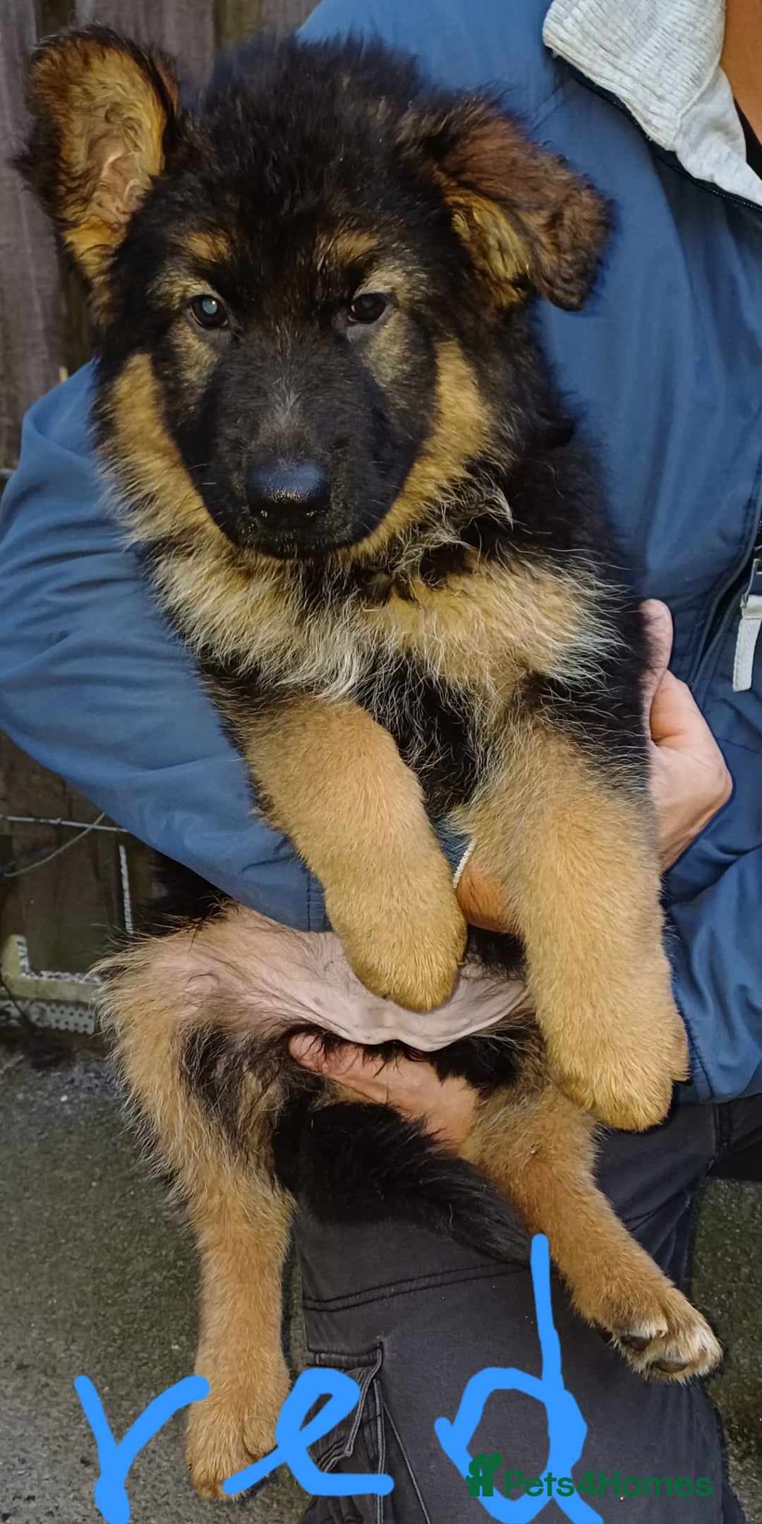 German Shepherd dogs for sale: Long-haired, chubby German Sheperd puppies! - Image 3