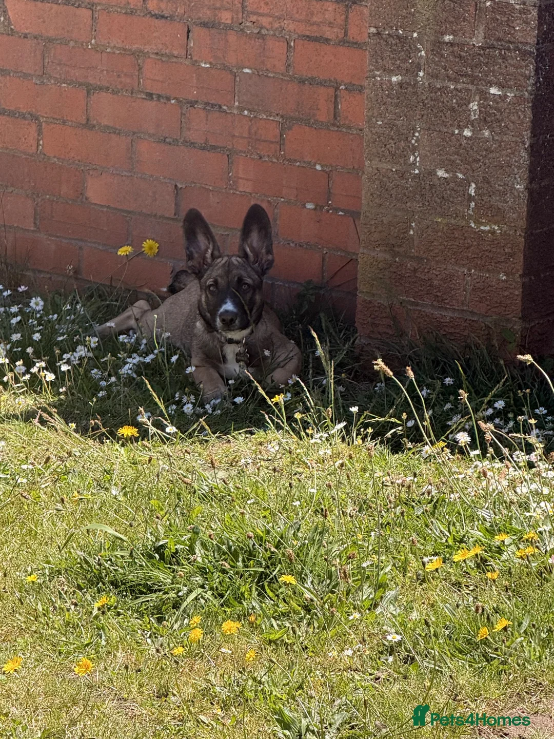 Mixed Breed dogs for sale: Mable in Mansfield - Advert 2