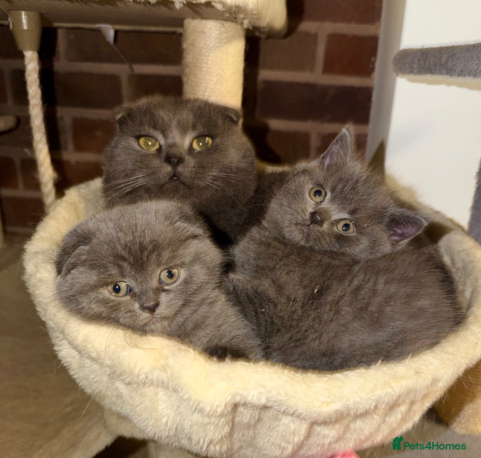 British Shorthair cats 👌❤️Reduced price ❤️❤️❤️British shorthair  - Advert 2