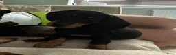 Miniature Dachshund dogs for sale: READY NOW - Last puppy dog - Miniature Dachshunds - Advert 2