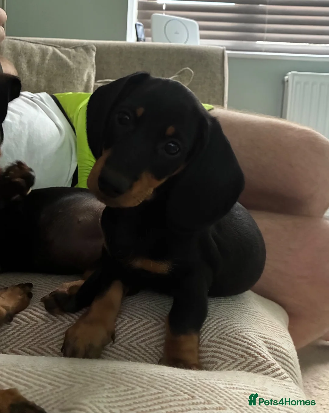 Miniature Dachshund dogs for sale: READY NOW - Last puppy dog - Miniature Dachshunds - Advert 2