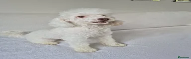 Toy Poodle 1
