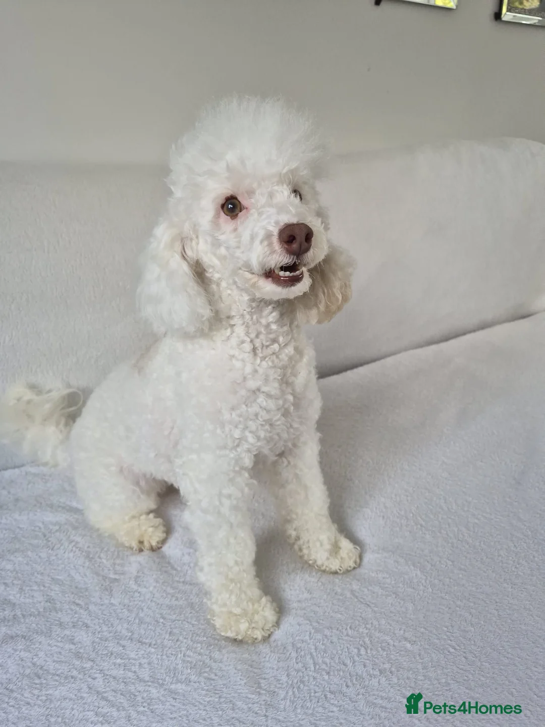 Toy Poodle dogs for sale: Toy poodle girl 3 years old  - Advert 2