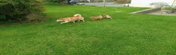 Japanese Shiba Inu dogs for sale: Japanese shiba inu puppies for sale, kc reg.  - Advert 7