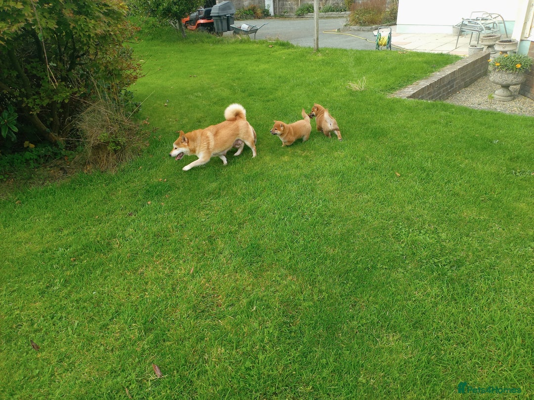 Japanese Shiba Inu dogs for sale: Japanese shiba inu puppies for sale, kc reg.  - Image 7