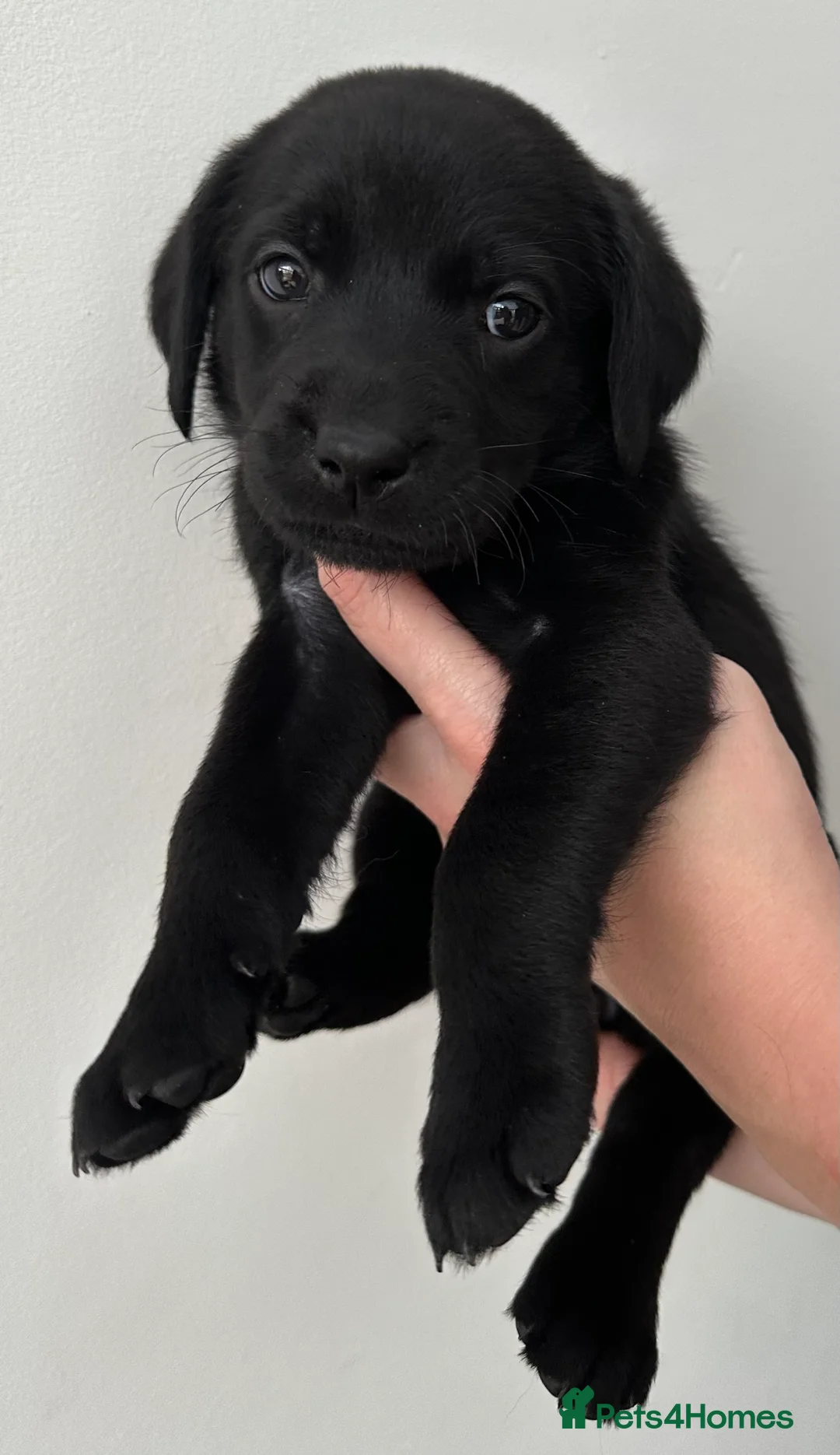 Labrador Retriever dogs for sale: Last 2 stunning kc reg black labradors - Advert 30