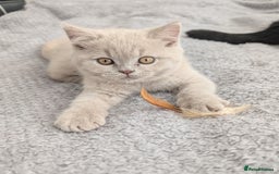Scottish Fold cats for sale: Scottish fold kittens are looking for family🥰 - Advert 16