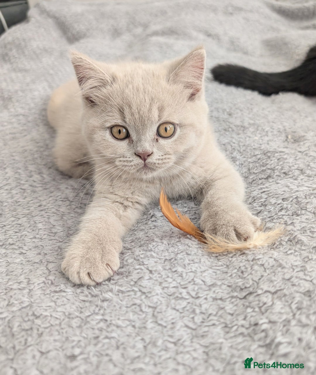 Scottish Fold cats for sale: Scottish fold kittens are looking for family🥰 - Advert 16