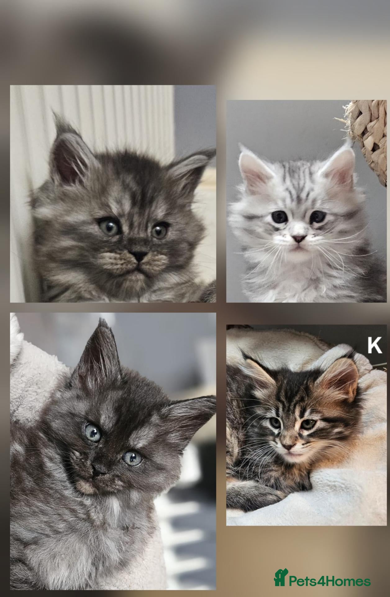 Maine Coon cats for sale: Large Maine Coon kittens regd European bloodline - Advert 2