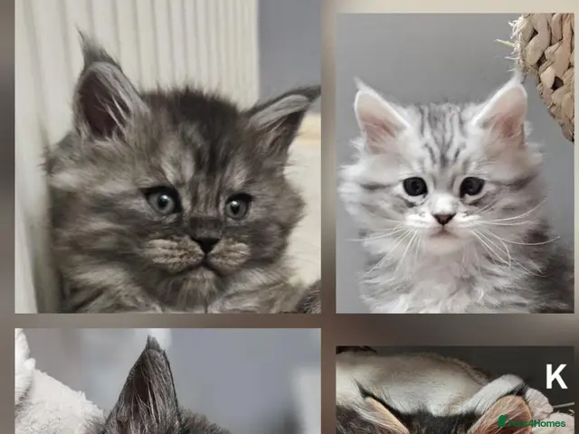 Maine Coon cats for sale: Large Maine Coon kittens regd European bloodline - Advert 2
