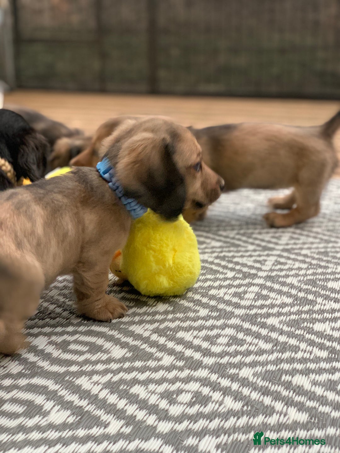 Miniature Dachshund dogs for sale: Stunning true to type KC Reg Miniature LH babies - Image 16