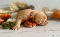 Labrador Retriever dogs for sale: Yellow Labrador Puppies - Image 6