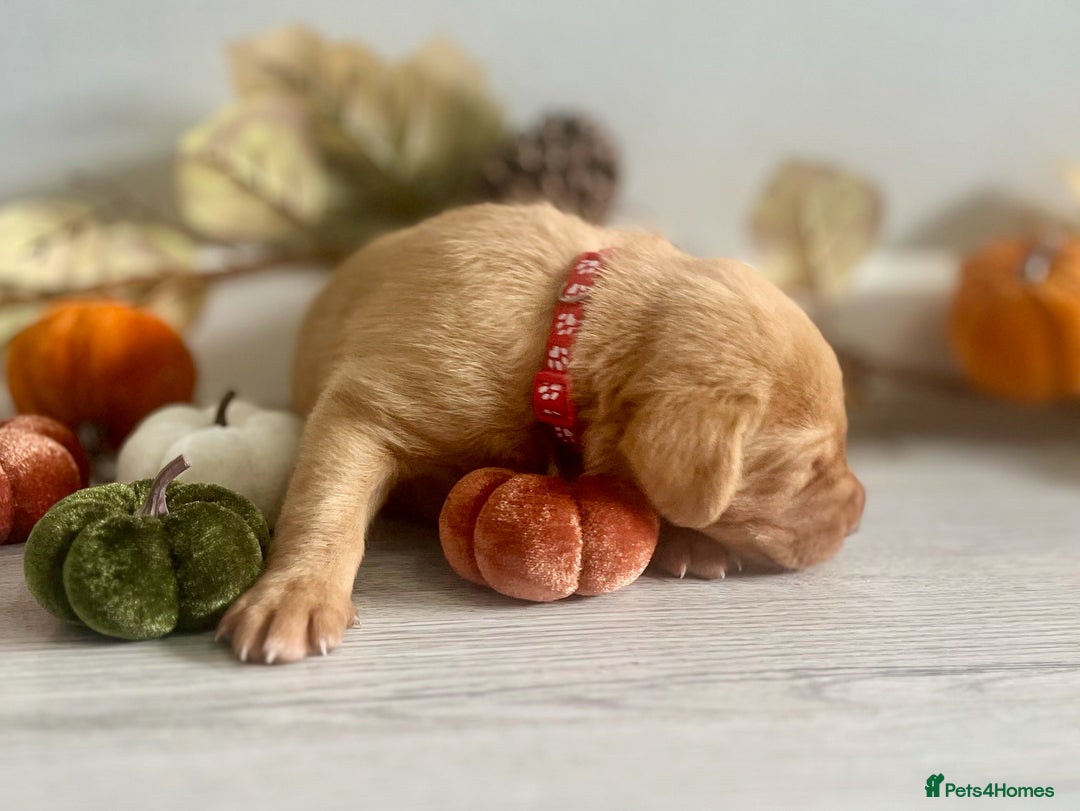 Labrador Retriever dogs for sale: Yellow Labrador Puppies - Image 6