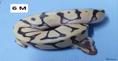 Python Snake reptiles - Advert 1