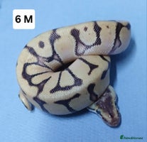 Python Snake reptiles - Advert 8