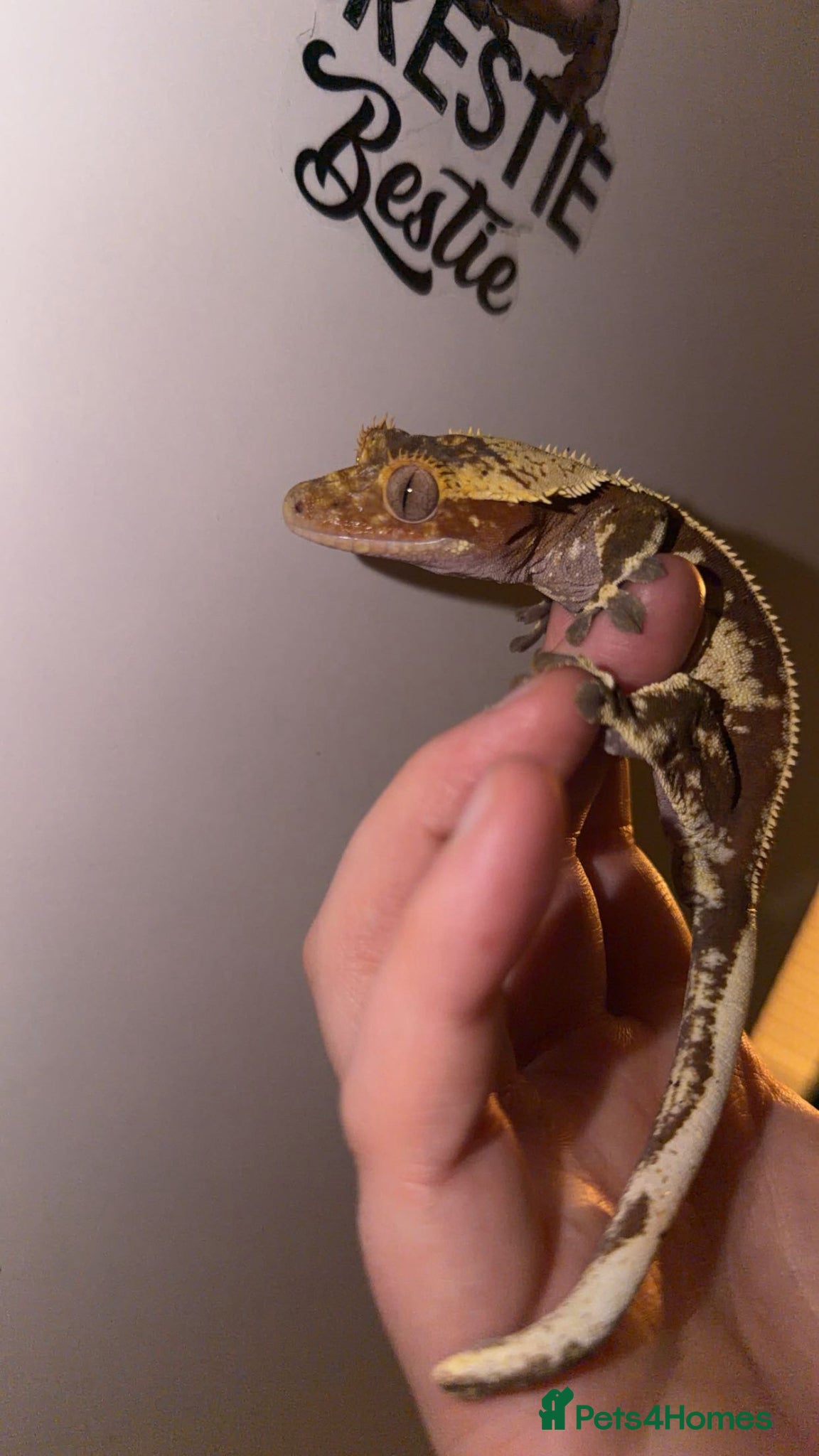 Gecko reptiles Crested Gecko  - Advert 4