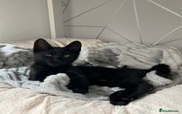 Domestic Shorthair cats for sale: Cuddly and affectionate black domestic shorthair in Oxford - Image 3