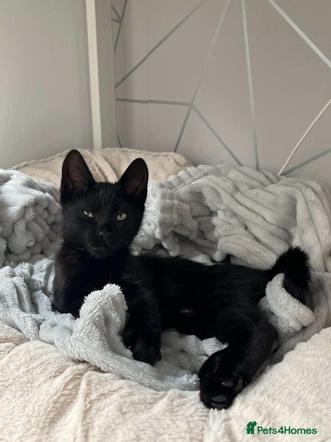 Domestic Shorthair cats for sale: Cuddly and affectionate black domestic shorthair in Oxford - Image 3