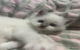 Ragdoll cats for sale: Adorable nice Ragdoll Kittens for sale - Image 8