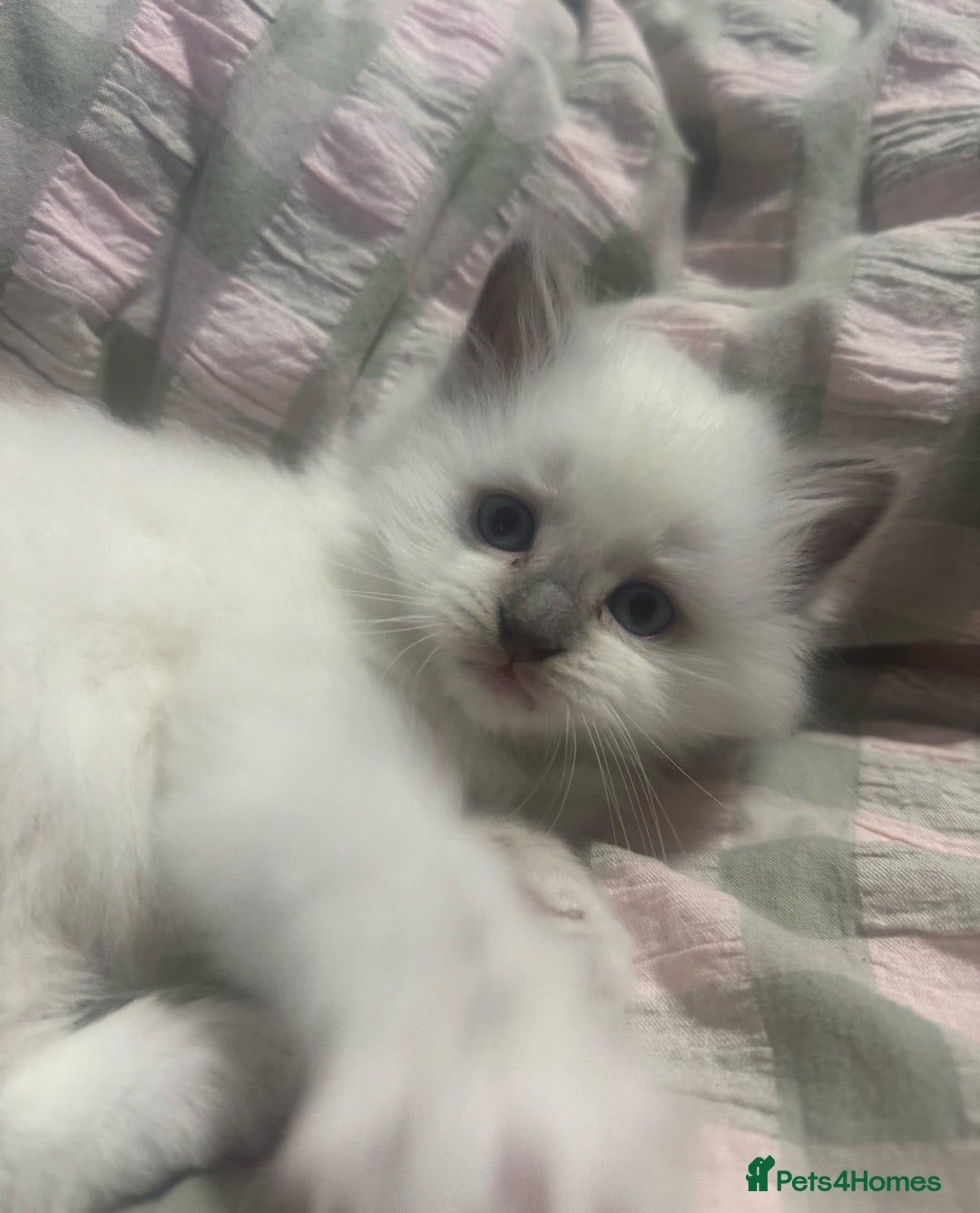 Ragdoll cats for sale: Adorable nice Ragdoll Kittens for sale - Image 8