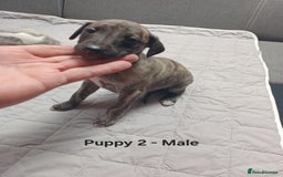 Whippet dogs for sale: *LAST MALE PUPPY* Beautiful KC Registered Puppies - Image 2