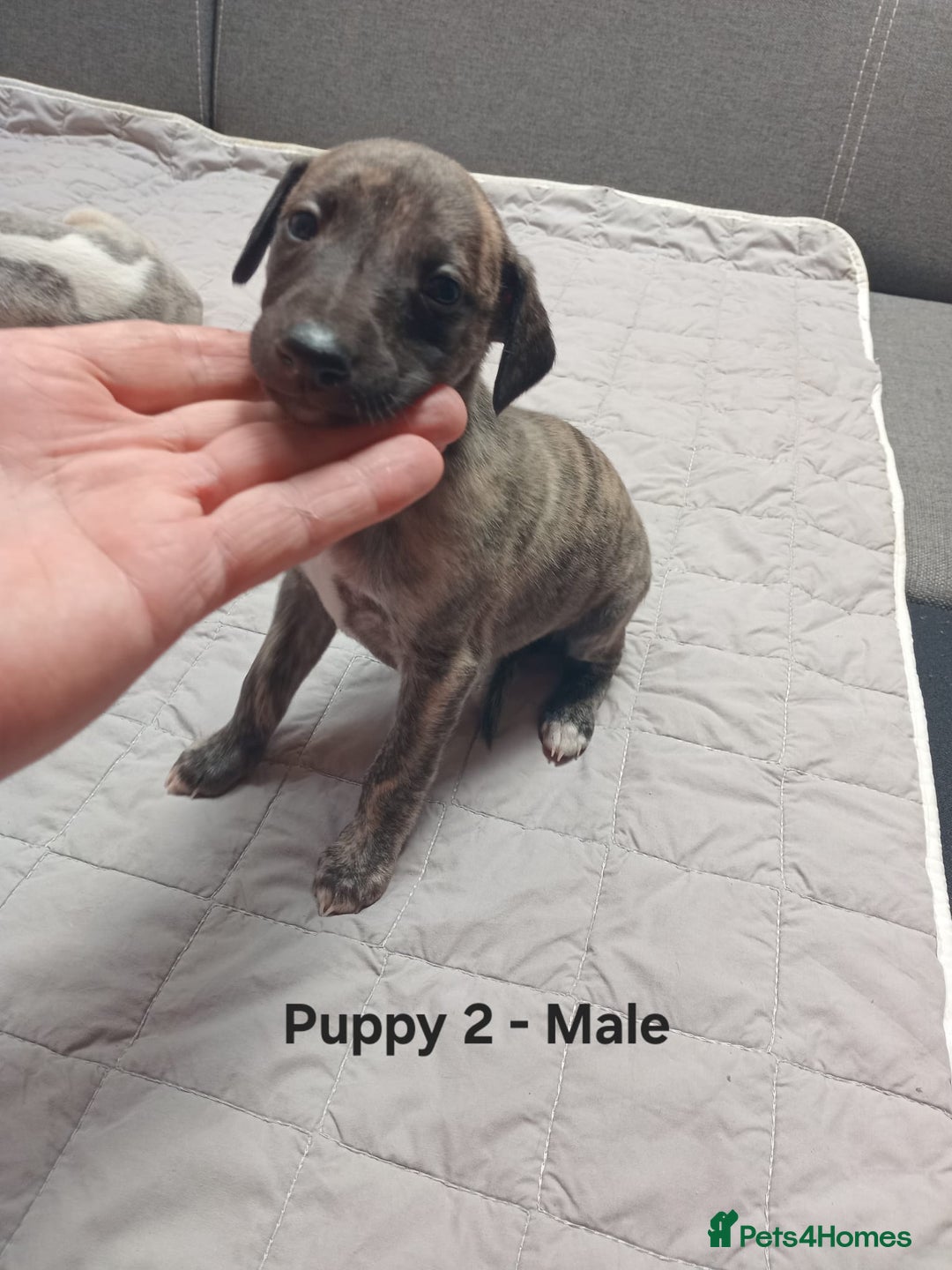 Whippet dogs for sale: *LAST MALE PUPPY* Beautiful KC Registered Puppies - Image 2