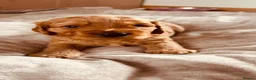 Cockapoo dogs for sale: Beautiful miniature F2 cockapoos - Advert 36