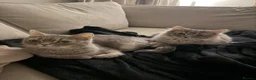 Ragdoll cats for sale: Ragdoll Cross - Mother and Son - Advert 5