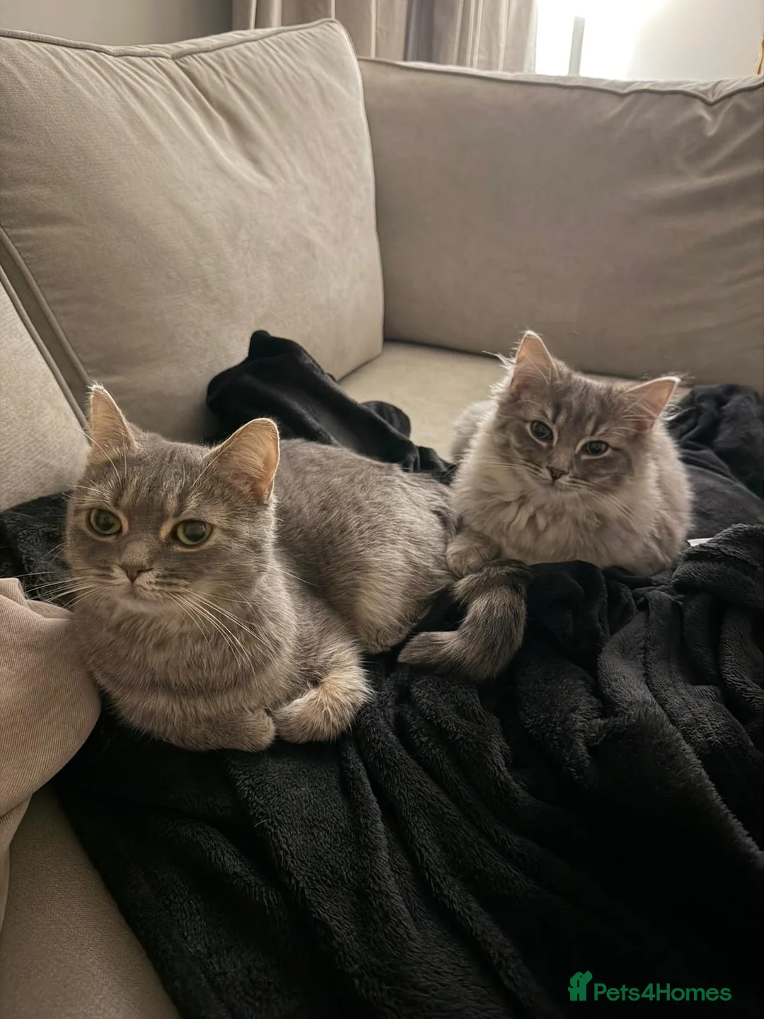 Ragdoll cats for sale: Ragdoll Cross - Mother and Son - Advert 5