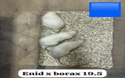 Rat rodents for sale: Baby and young rats ready now. Sheffield - Image 2