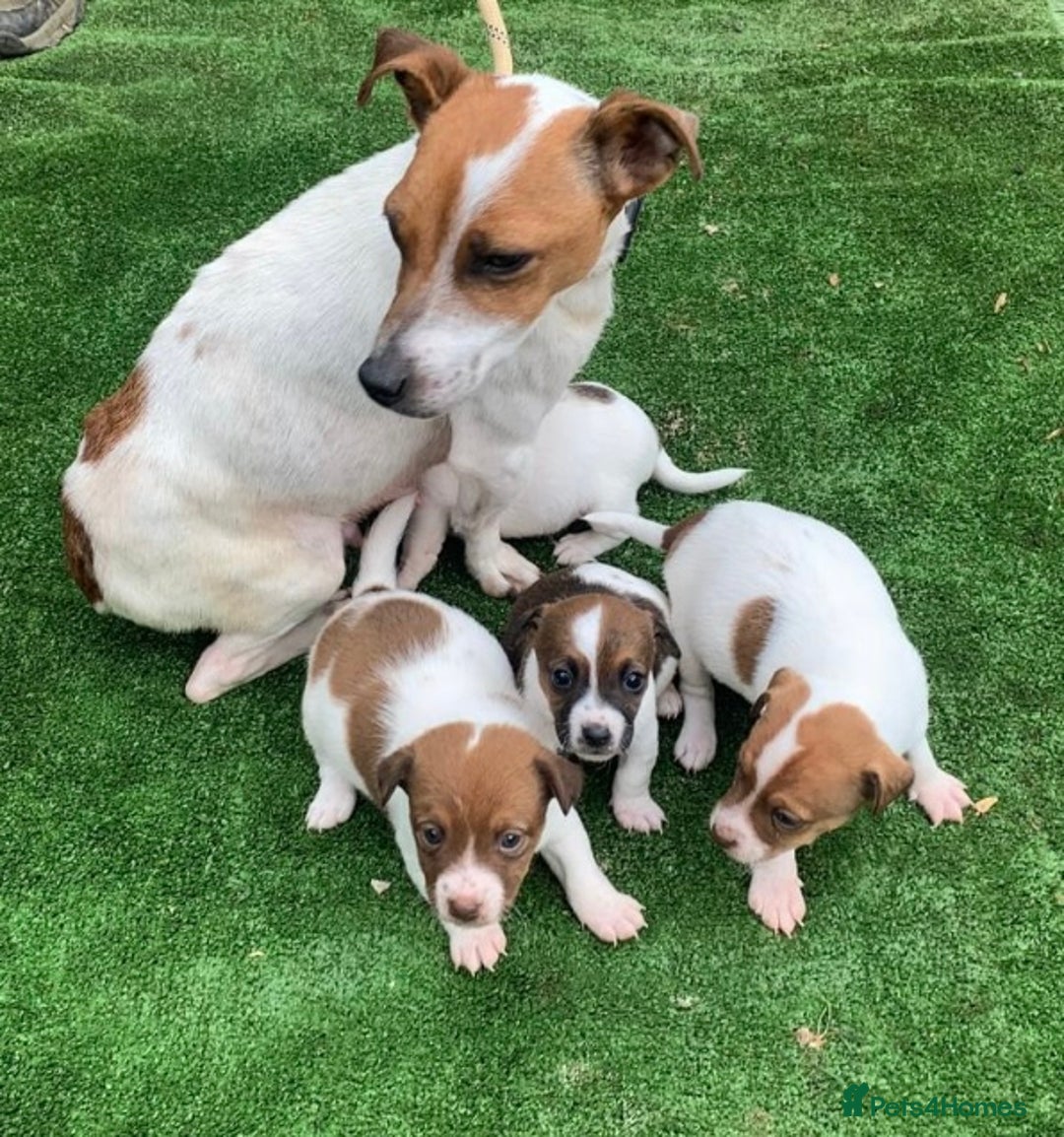 Jack Russell dogs for sale: Beautiful Jack Russell puppies  - Image 1