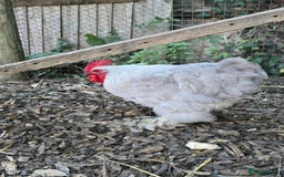 Chickens poultry for sale: Lavender Peking Bantams  - Image 3