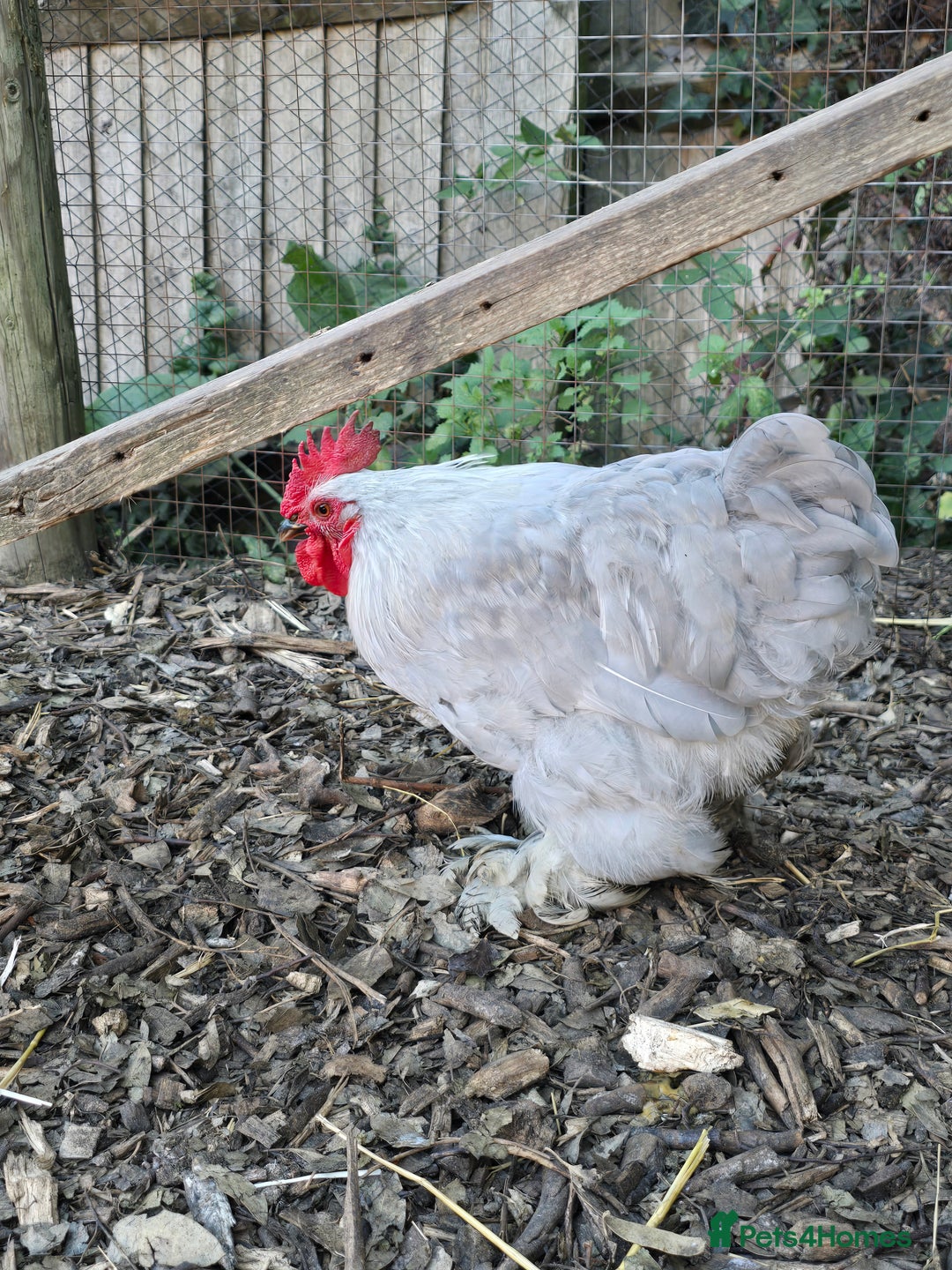 Chickens poultry for sale: Lavender Peking Bantams  - Image 3
