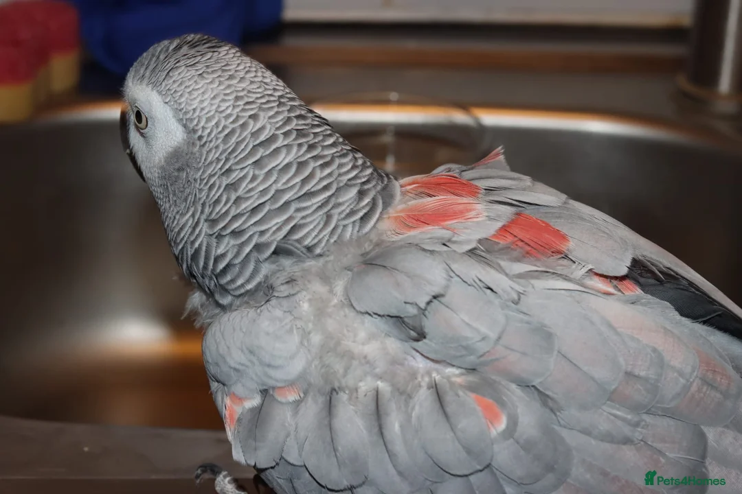 Parrots birds for sale: Beautiful African grey looking for loving home  in Tipton - Advert 10