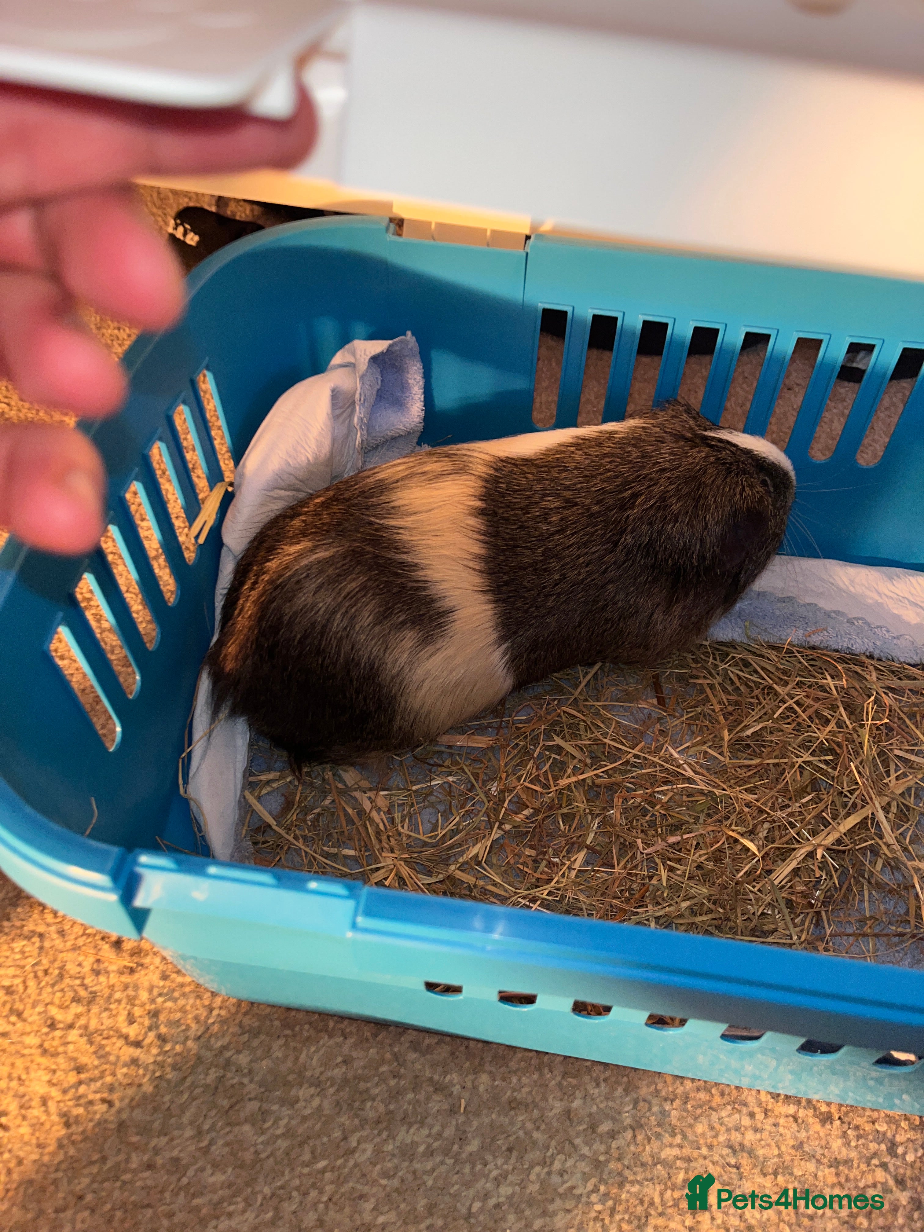 Guinea Pig rodents Unwanted gift  - Advert 14