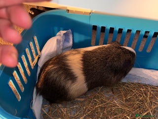 Guinea Pig rodents Unwanted gift - Advert 1