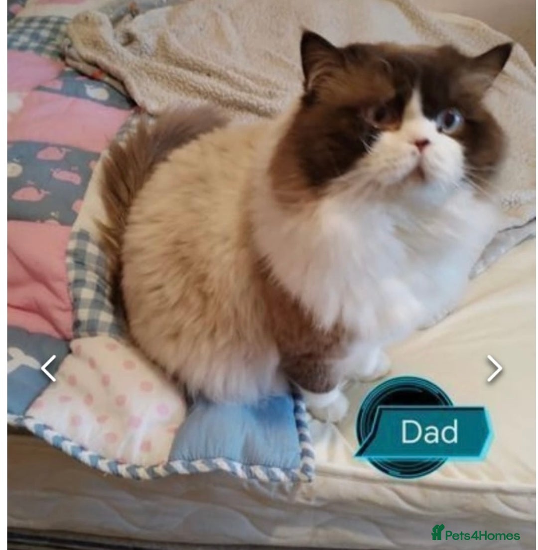Mixed Breed cats for sale: Beautiful litter sphynx x Ragdoll babies - Image 6