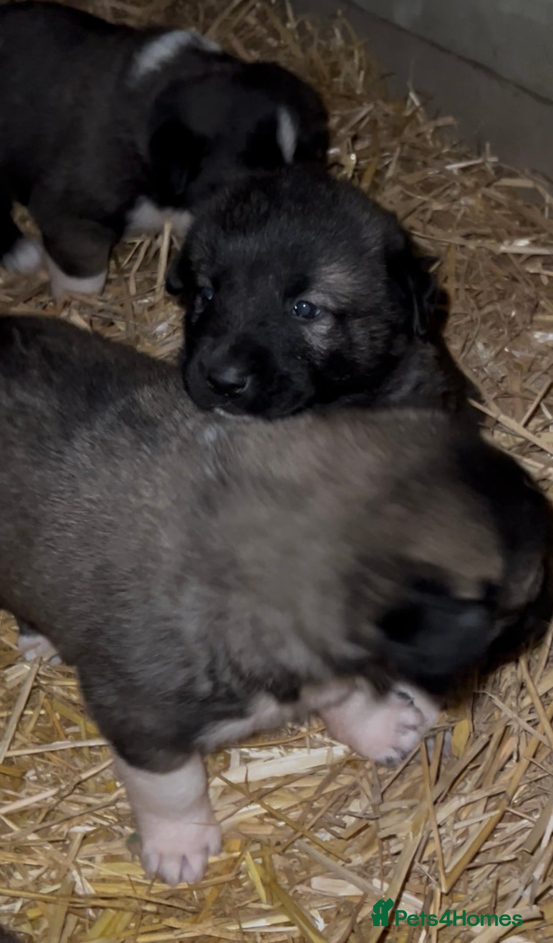 Mixed Breed dogs for sale: Turkish kangal x Caucasian pups  - Advert 8