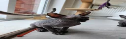 Sphynx cats for sale: Have 3 beautiful Canadian Sphynx - Advert 3