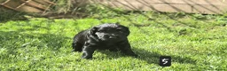 Mixed Breed dogs for sale: Field spaniel cross puppies kc Activity registered - Advert 12