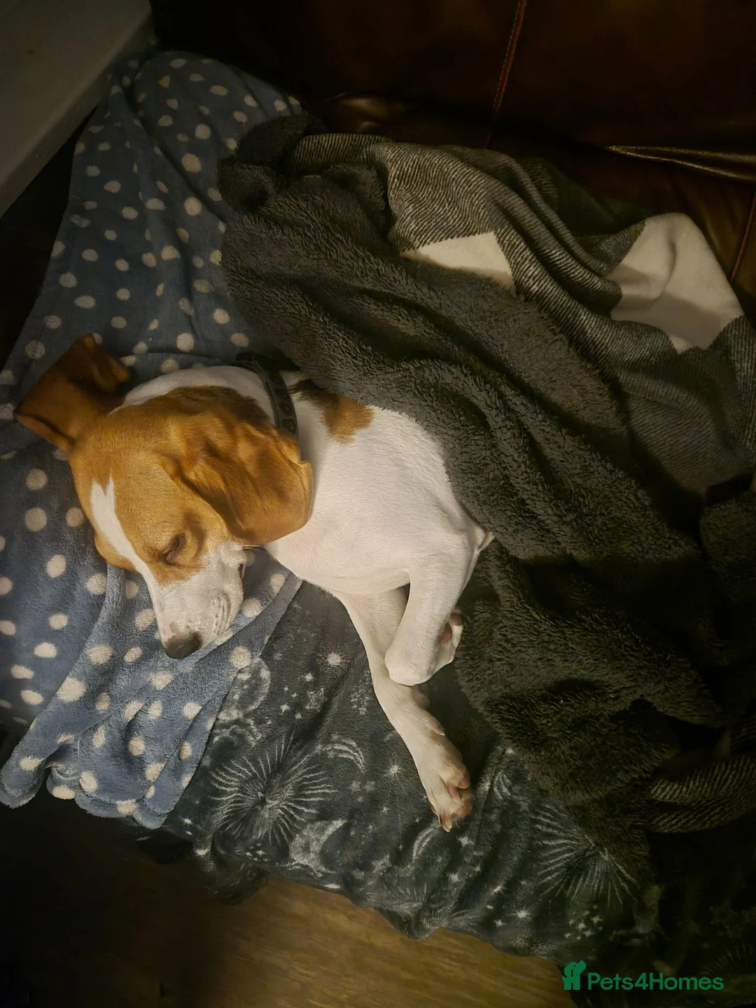 Beagle dogs for sale: Pure Breed Beagle named Donut (1 year old) in Hull - Advert 7