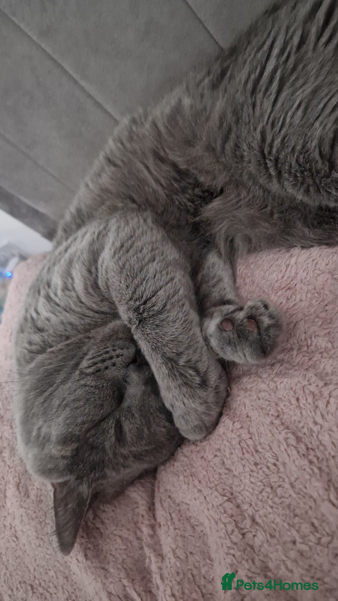 British Shorthair cats for sale: Beautiful British Shorthair Boy.. 😺 - Advert 5