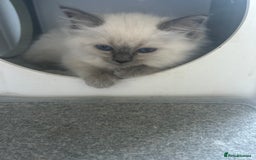 Ragdoll cats for sale: One girl left. Beautiful ragdoll kittens - Image 4