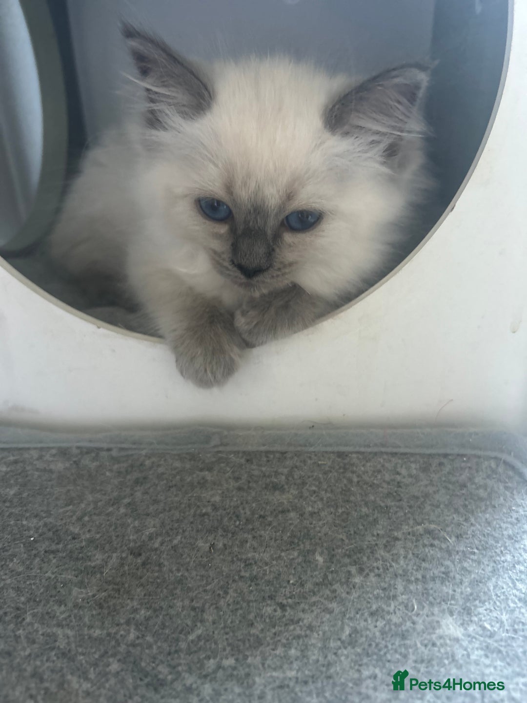 Ragdoll cats for sale: One girl left. Beautiful ragdoll kittens - Image 4