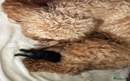 Cockapoo dogs for sale: Toy cockapoo  - Image 17