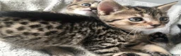 Bengal cats for sale: Glittery Bengal X With Famous References! - Advert 14