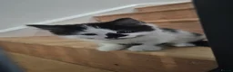 Mixed Breed cats for sale: Four Kittens for Sale - Advert 13