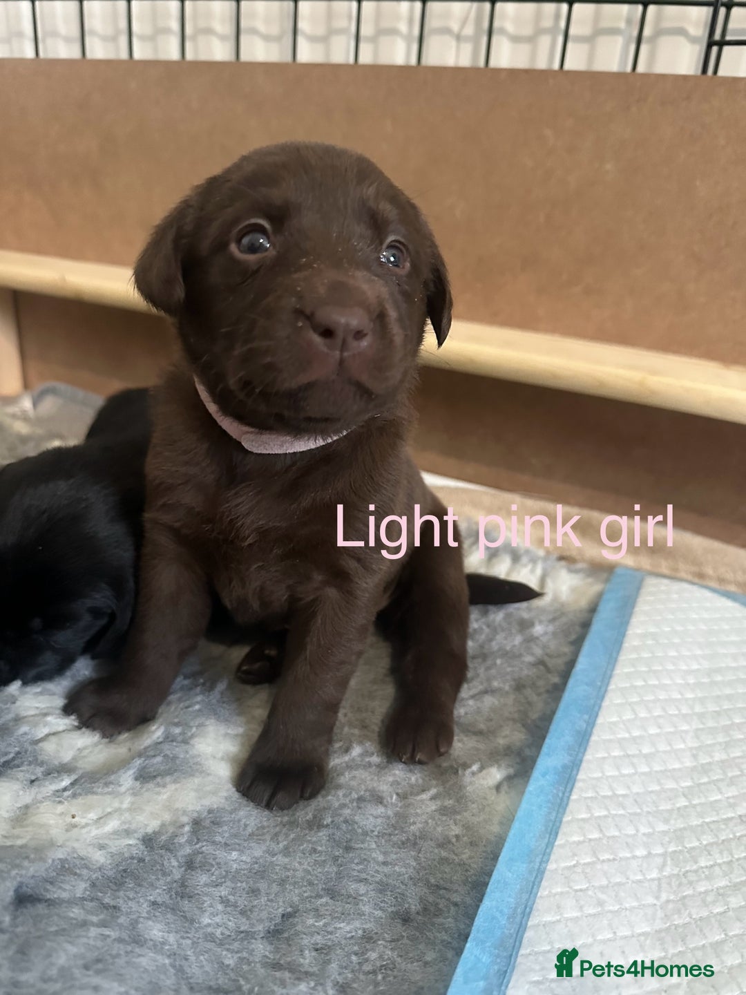 Labrador Retriever dogs for sale: Beautiful Labrador puppies - Advert 4